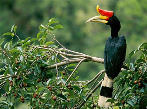 Flora Dan Fauna Langka Di Taman Nasional Kayan Mentarang Bulungan