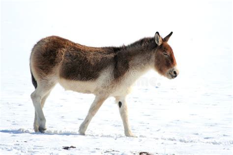 Tibetan Wild Donkey Stock Image Image Of Colorful Plateau 230753111