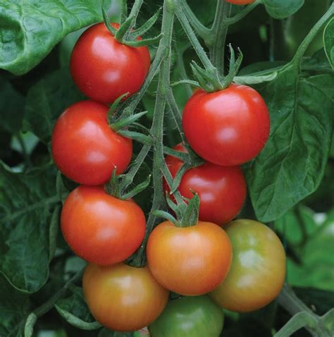 Tomato Cherry Gardeners Delight Farmyard Nurseries