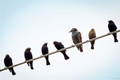 Birds on a wire - Kevin Jezorek Photography