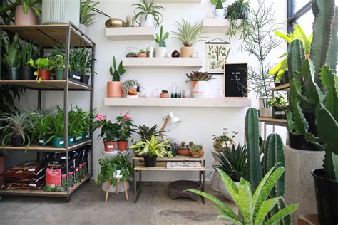 Interior Design Plants Inside House Choosing The Perfect Indoor