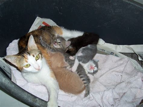 latest arrivals malcolm cat protection society