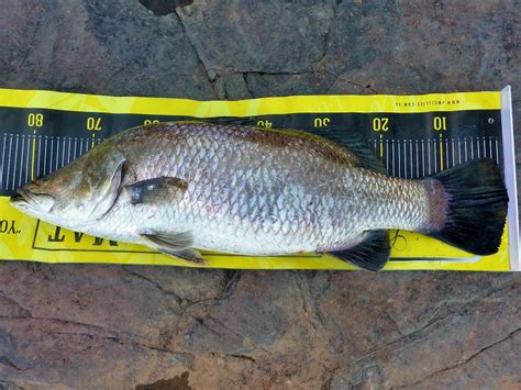 83cm Barramundi Ord River Outbackjoe