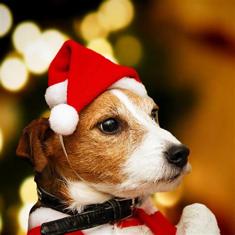 Buy 2018 Christmas New Small Plush Santa Hat For Pet