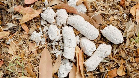 What Causes White Dog Poop — Big Business Scoopers New Jersey Pet