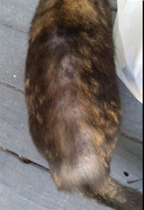 Seeing your cat lose its beautiful coat can be distressing, and may be a sign of a deeper, underlying issue. My cat is losing hair off it's back, started at base of ...