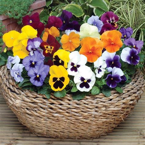 Colorful Basket Of Pansies Pictures Photos And Images For Facebook