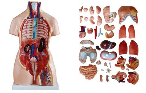 Biology 85cm Unisex Torso 40 Parts Human Skeleton Model Buy 85cm