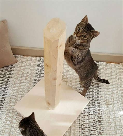 The 7 Best Eco Friendly Cat Scratchers Of 2022