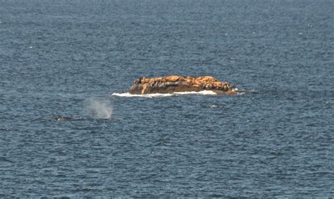 Whale Watching On The Oregon Coast Clatsopnews