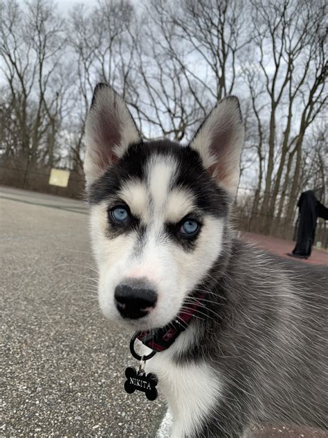 Browse siberian husky breeders in pa, indiana, new york and ohio. Siberian Husky Puppies For Sale | Indianapolis, IN #324278