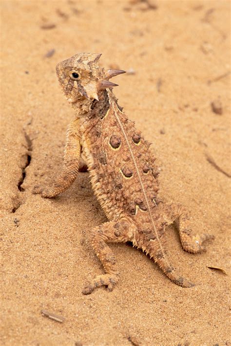 Bow Down To Our Countrys 50 State Animals Horned Lizard Desert