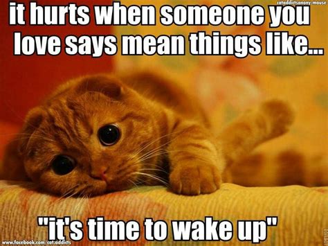 Funny Cat Wake Up Pictures Resolutenessconsulting