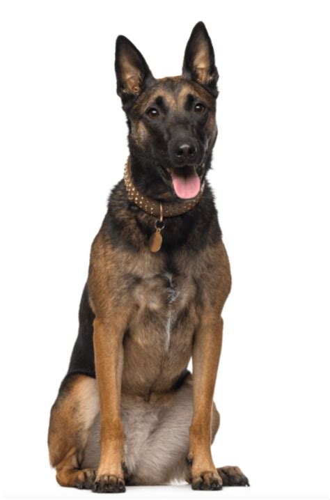 The belgian malinois was used for military purposes as far back as world war i with many soldiers bringing their malinois dogs home to the states after the war ended. Best 25+ Belgian malinois for sale ideas on Pinterest ...