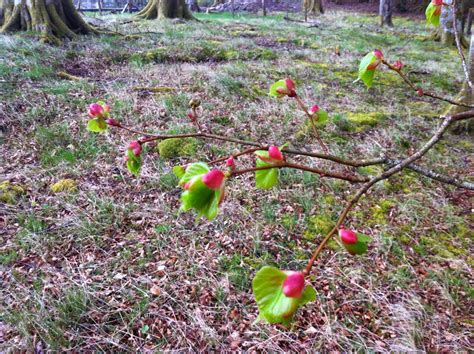 Raw Edible Plants Beech Fagus Sylvatica