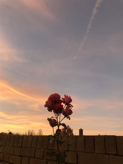 Aesthetic Flowers At Sunset References Mdqahtani