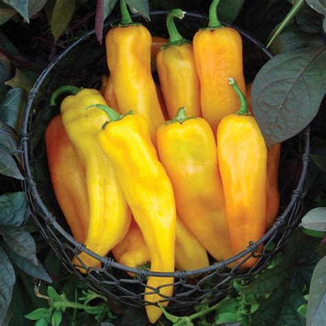 Mama Mia Giallo Hybrid Pepper Planting Mediums Totally Tomatoes