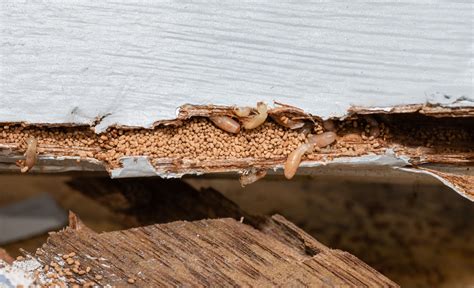 termite droppings is termite frass a bad sign ecoguard