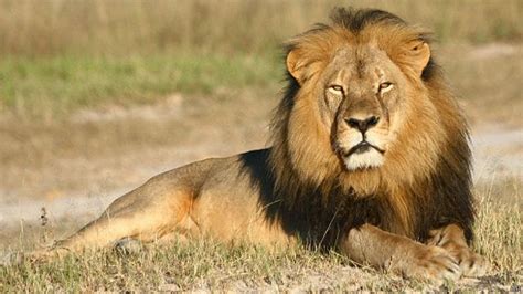 Жан рено, натали портман, гари олдман и др. Cecil el león y los cuestionados beneficios de la caza de ...
