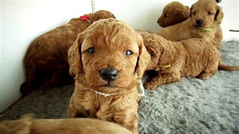The goldendoodle teddy bear cut, also known as the goldendoodle puppy cut, is by far the most popular type of goldendoodle haircut. Teddy Bear Goldendoodle puppies at LamgoFarms.com - YouTube
