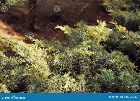 Original Creeping Juniperus Procumbens Nana On Stones By Pond Shore Close Up Of Beautiful Small