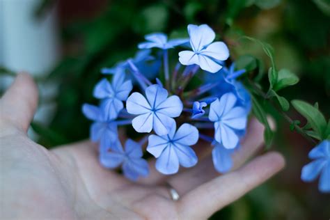 Free Stock Photo Of Beautiful Flowers Blue Flower Cold Flower