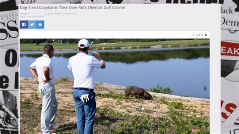 Since there's no such thing as flat, round hot dogs, bill decided to shape his burgers to fit the hot dog bun, and the city's most storied. Dog-Sized Capybaras Take Over Rio's Olympic Golf Course - YouTube
