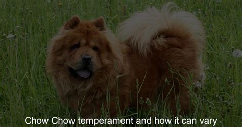 Chow Chow Temperament And How It Can Vary Chow Chow Love