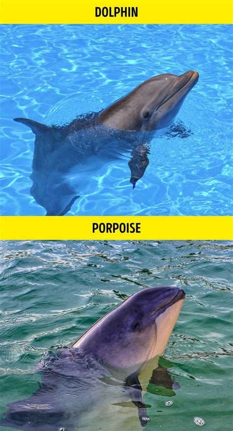 Porpoise Vs Dolphin Businessgross