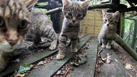 Rare Wildcat Kittens Born At Kent Conservation Charity Discover Animals