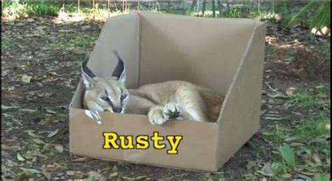 Cats Love Boxes Open Thread Cat Love Big Cats In Boxes Love Box