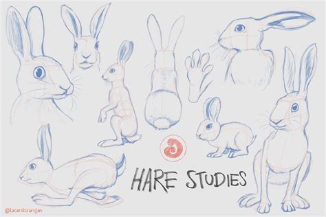 Artstation Hare And Bunny Studies