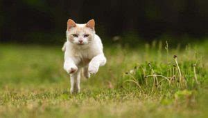 Cats sometimes run away and go missing, and sometimes they return home. Why Does My Cat Run Away From Me? - Oxford Pets