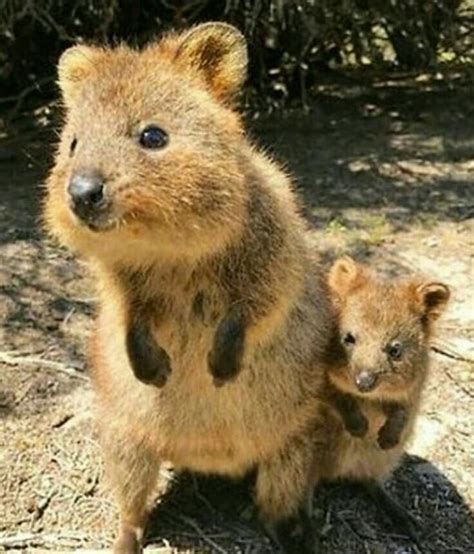 Mum And Baby Quokka So Cute Cute Animals Animals