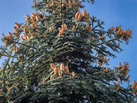 Noble Fir Growing Tips On Planting A Noble Fir Tree