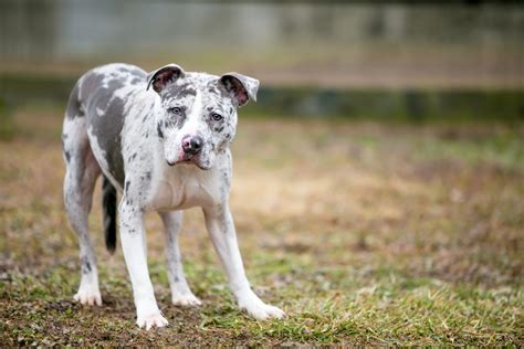 The Catahoula Pit Mix A Mix You Never Heard Of Before