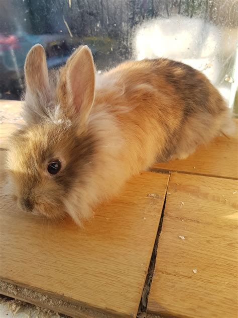 Very Cute Beautiful Bunnies Available For Sale Hounslow