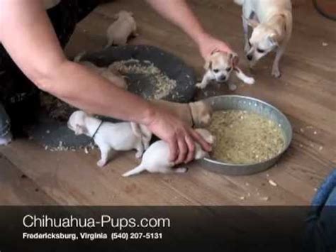 Putting a weaning bra on the dam promotes her to spend more time with the puppies, but they are unable to nurse. How To Wean Chihuahua Puppies - 4 weeks old - First Solid ...
