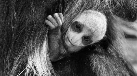 Cute Rare Baby Monkey Born In Worlds Oldest Zoo Ananova