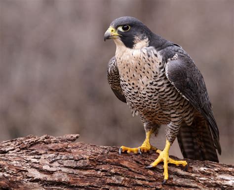 Meet Vancouvers City Bird For 2016 Peregrine Falcon Georgia