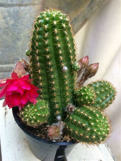 Rosters change all the time in professional sports. Echinopsis 'Rose Quartz' (Peanut Cactus) | World of Succulents