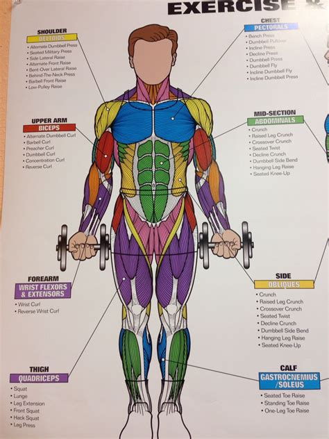 Human muscle system, the muscles of the human body that work the skeletal system, that are under voluntary control, and that are concerned with the following sections provide a basic framework for the understanding of gross human muscular anatomy, with descriptions of the large muscle groups. Pin by Krystalin Aguilera on FOOD-Competition fit | Muscle ...