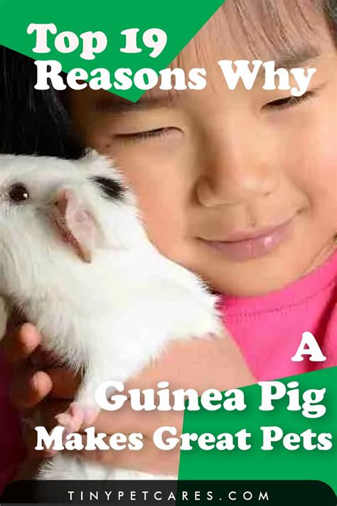 19 Reasons Why Guinea Pigs Make Great Pets