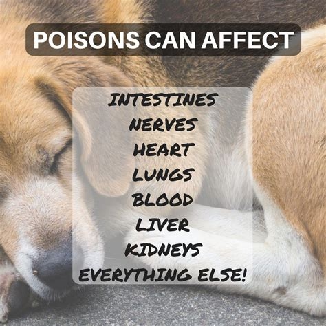 Common Poisoning Symptoms In Dogs Pet Health Sick Dog Pet Health Care