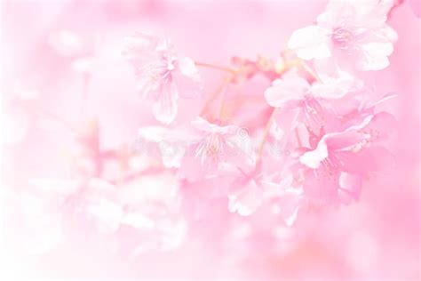 Pink Cherry Blossom Background Stock Image Image Of Bloom Fresh