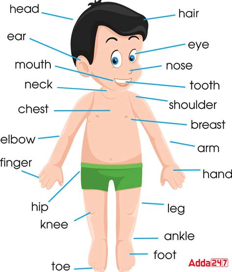 Body Parts Name 50 Parts Of Body Name In English With Picture