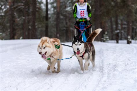 Sled Dog Racing Husky Sled Dogs Team In Harness Run And Pull Dog