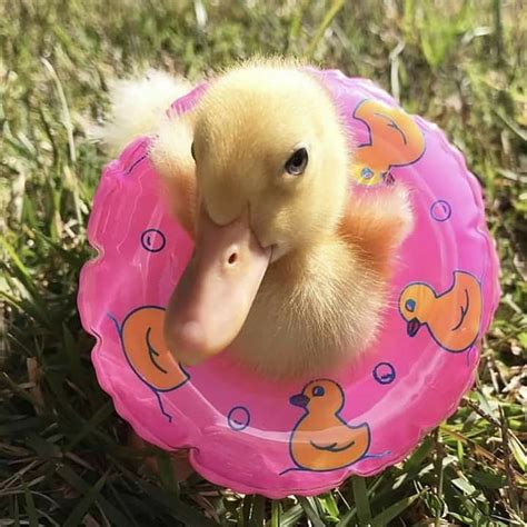 A Duck And Their Floaty ♡ Cute Little Animals Baby Animals Pictures