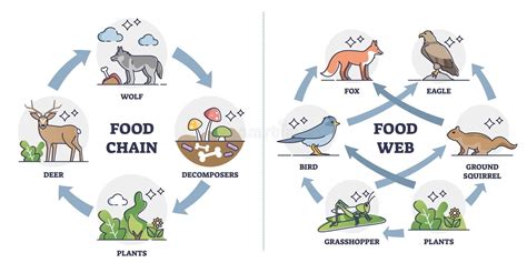 Food Chain Vs Food Web As Ecosystem Feeding Classification Outline