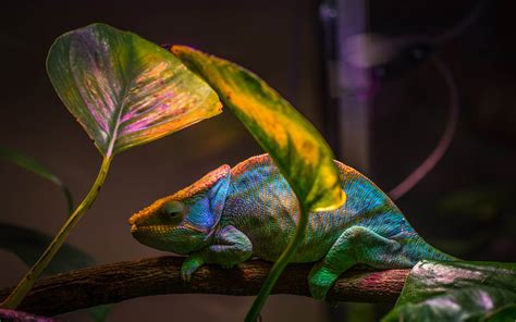You can use the bing wallpaper app to automatically change your desktop background with a new background each day. Exotic Animals Reptiles Chameleon That Changes Colors ...